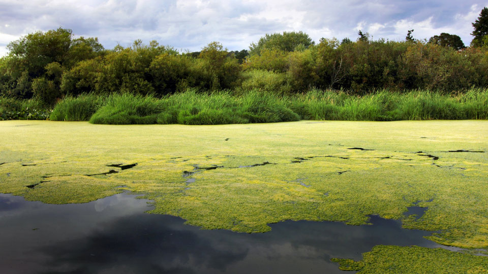 Blue Green algae on a lake