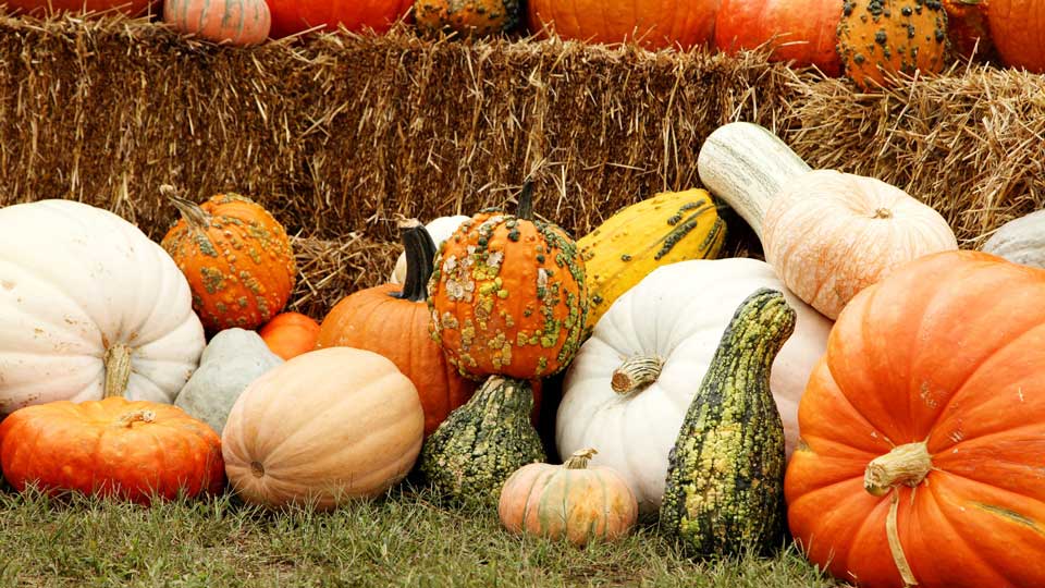 colorful pumpkin patch