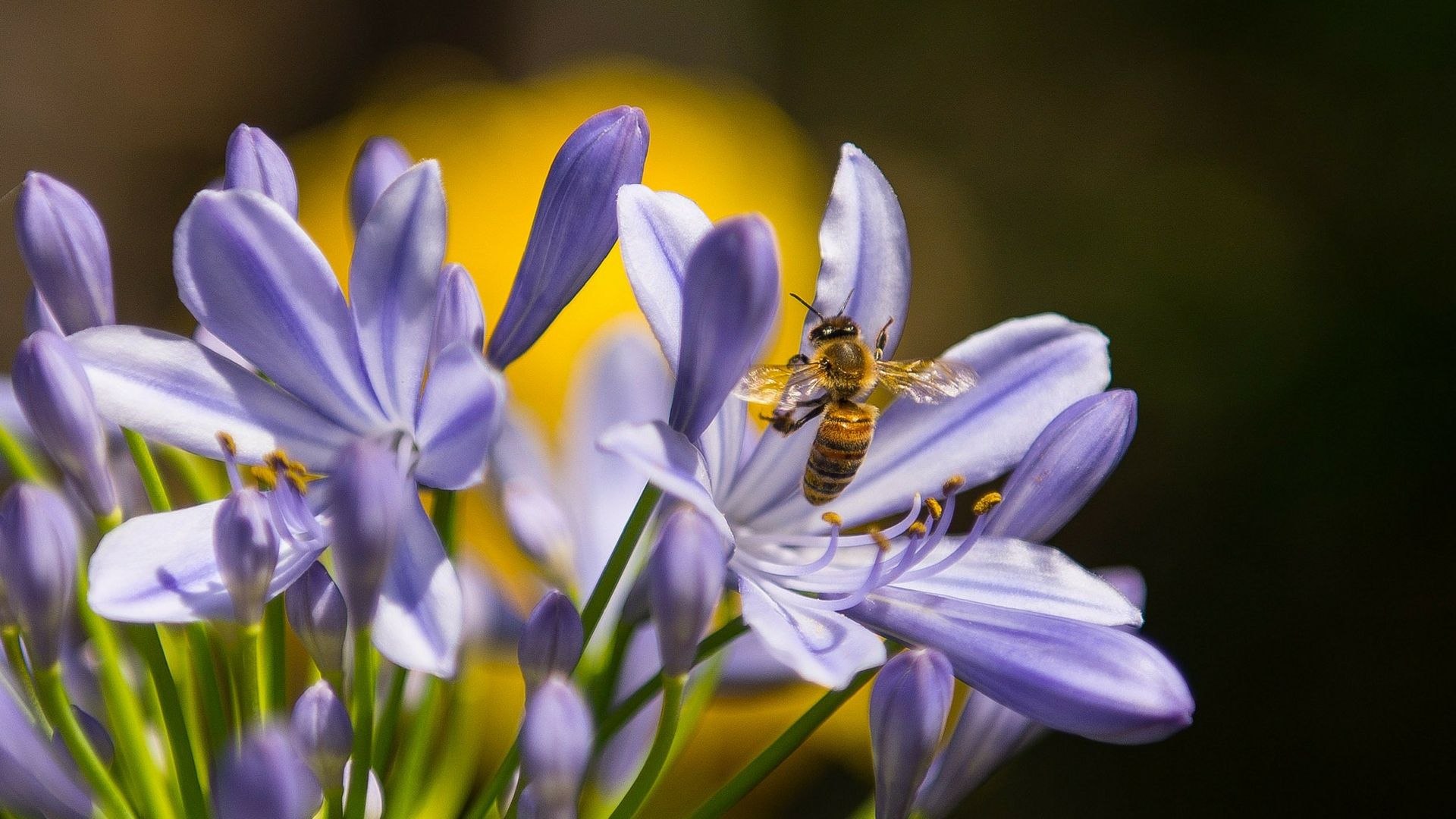 Dangerous and Annoying Pests in Oklahoma