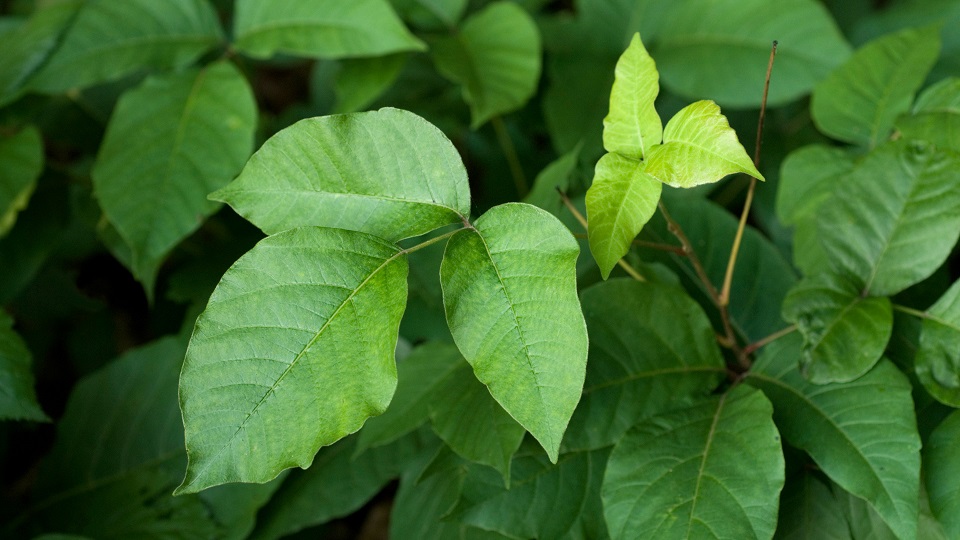 poison ivy in Oklahoma