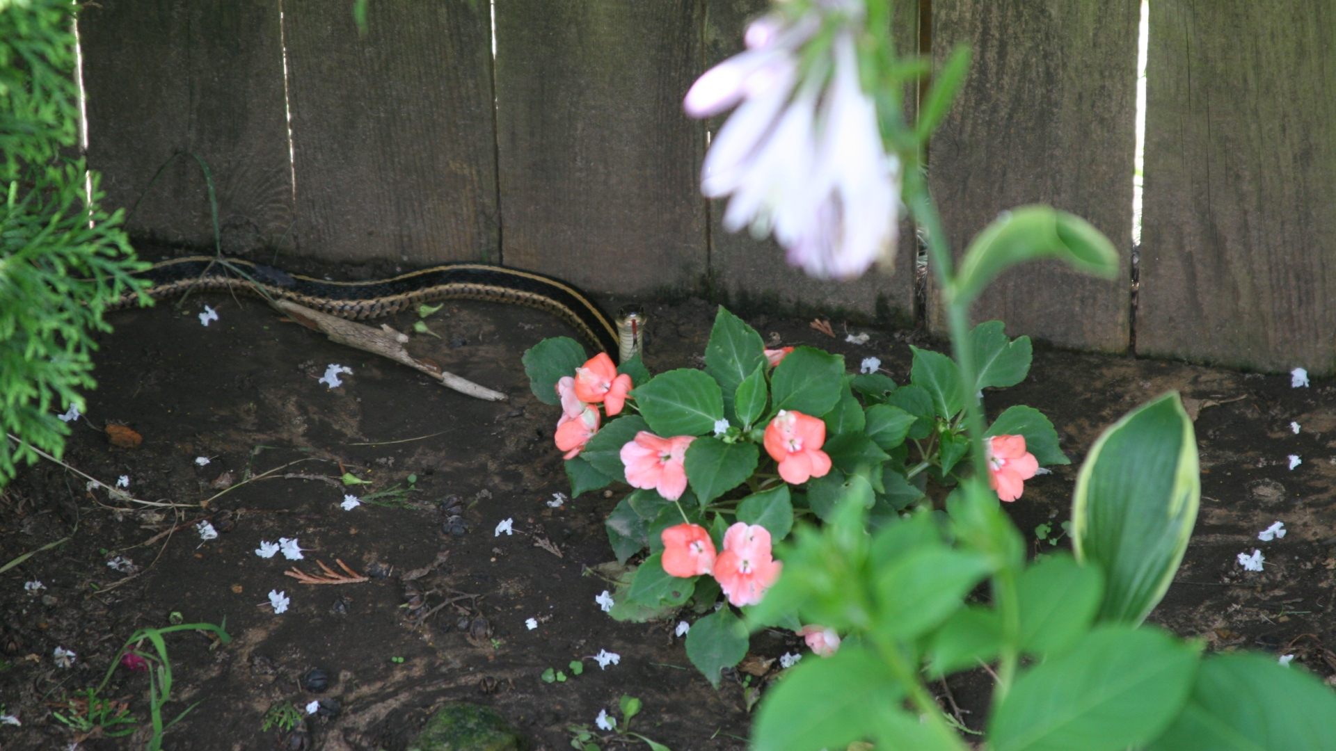 garter snake in Oklahoma garden
