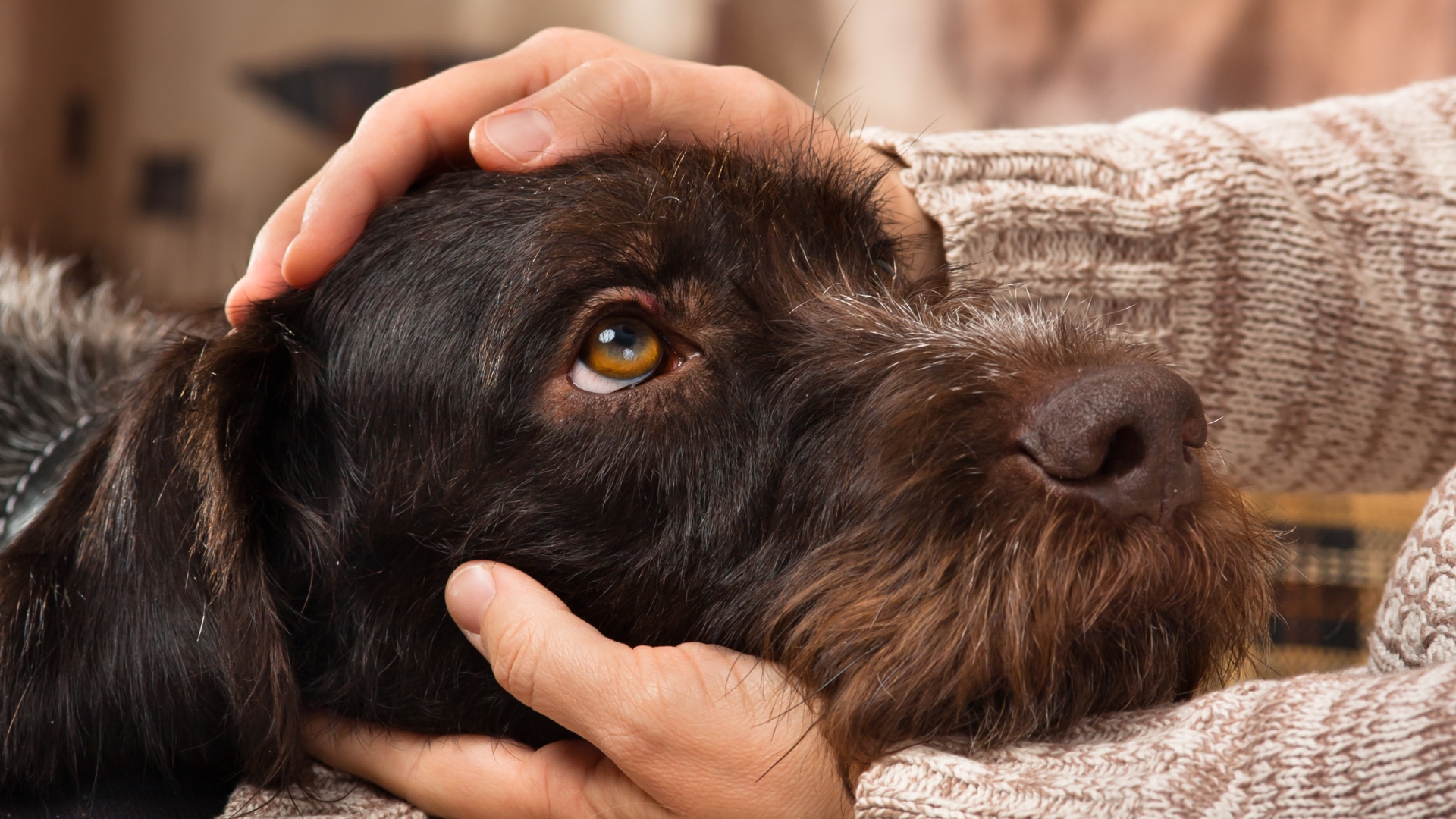 The Health Benefits of Owning a Pet