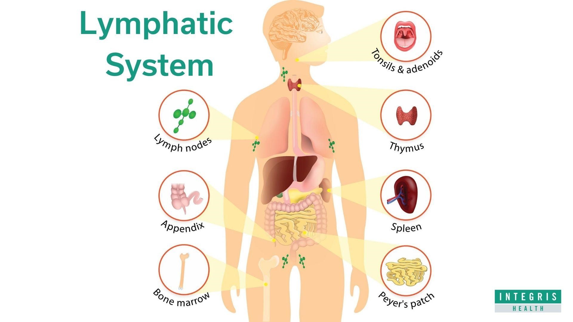 Chart of the Lymphatic System