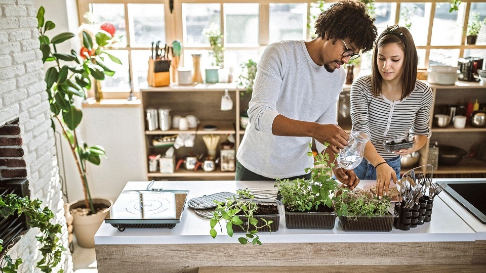 indoor herbs