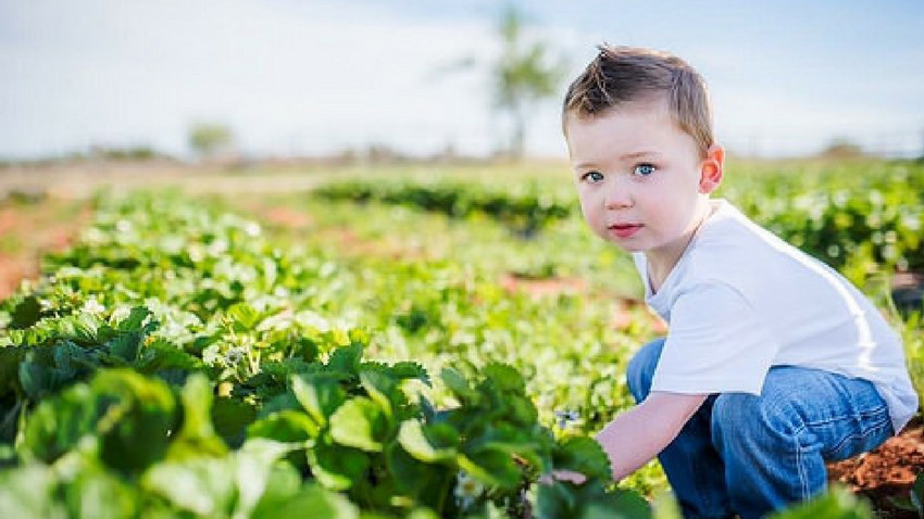 Boy picking vegetables