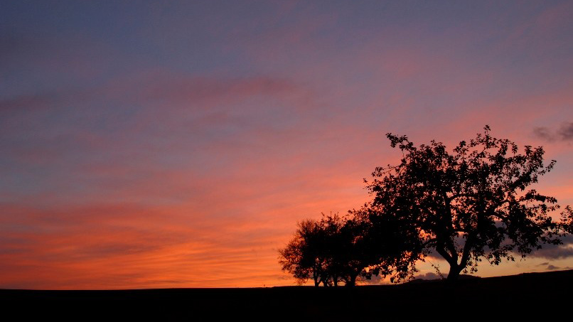 tree at sunset