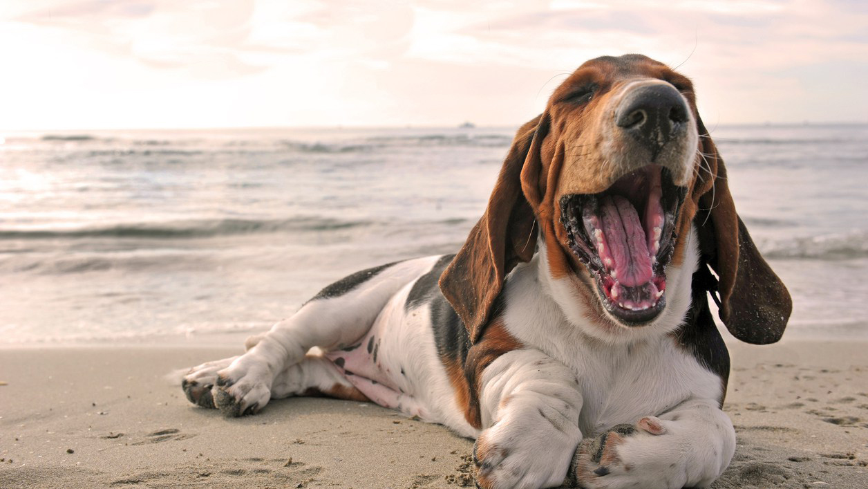 yawning dog