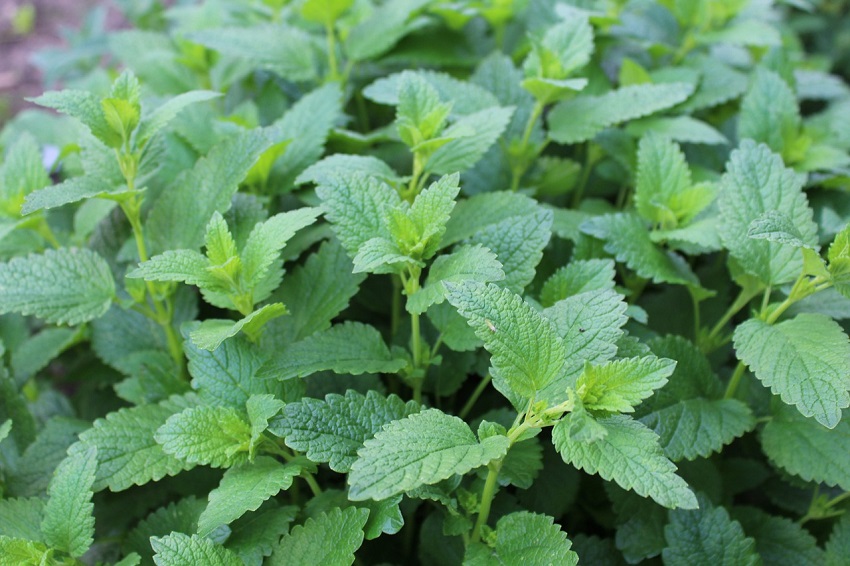 lemon balm