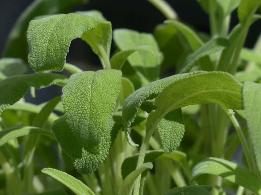 sage