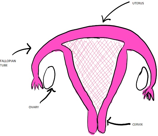 cervical-health-diagram